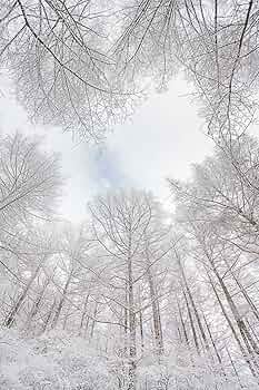 洋書　Season Amazon.com: Zentangle 8, Expanded Workbook Edition